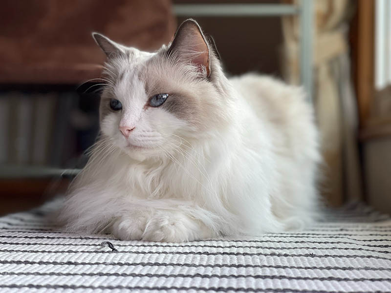 White Ragdoll Cat