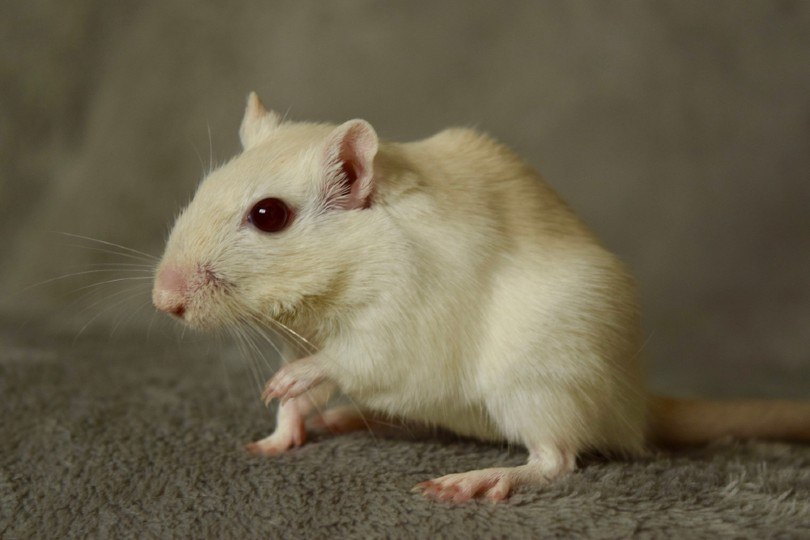 White Ruby Eyed Gerbil