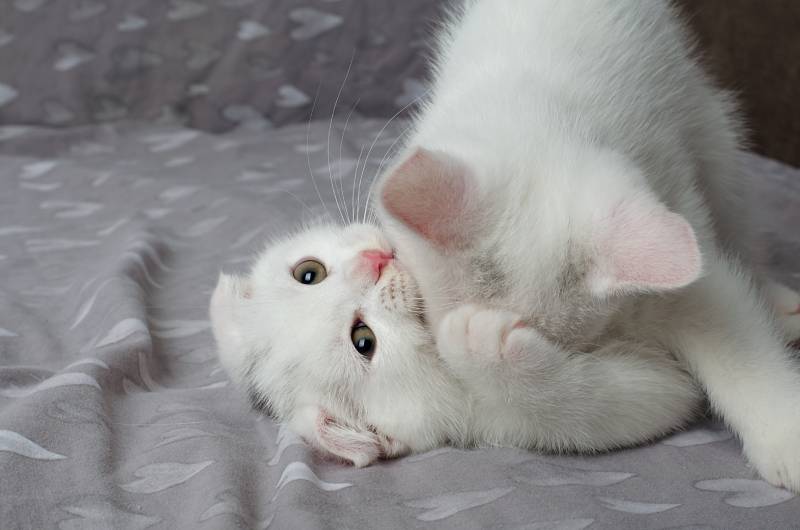 White Scottish fold mother cat plays with her kitten