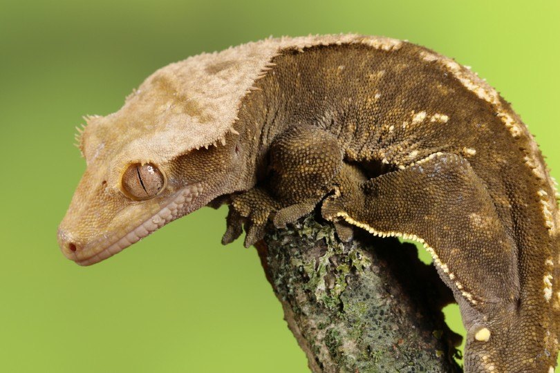 White Spotted Crested Gecko