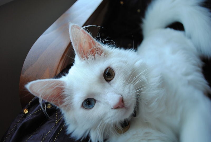 White Turkish Angora