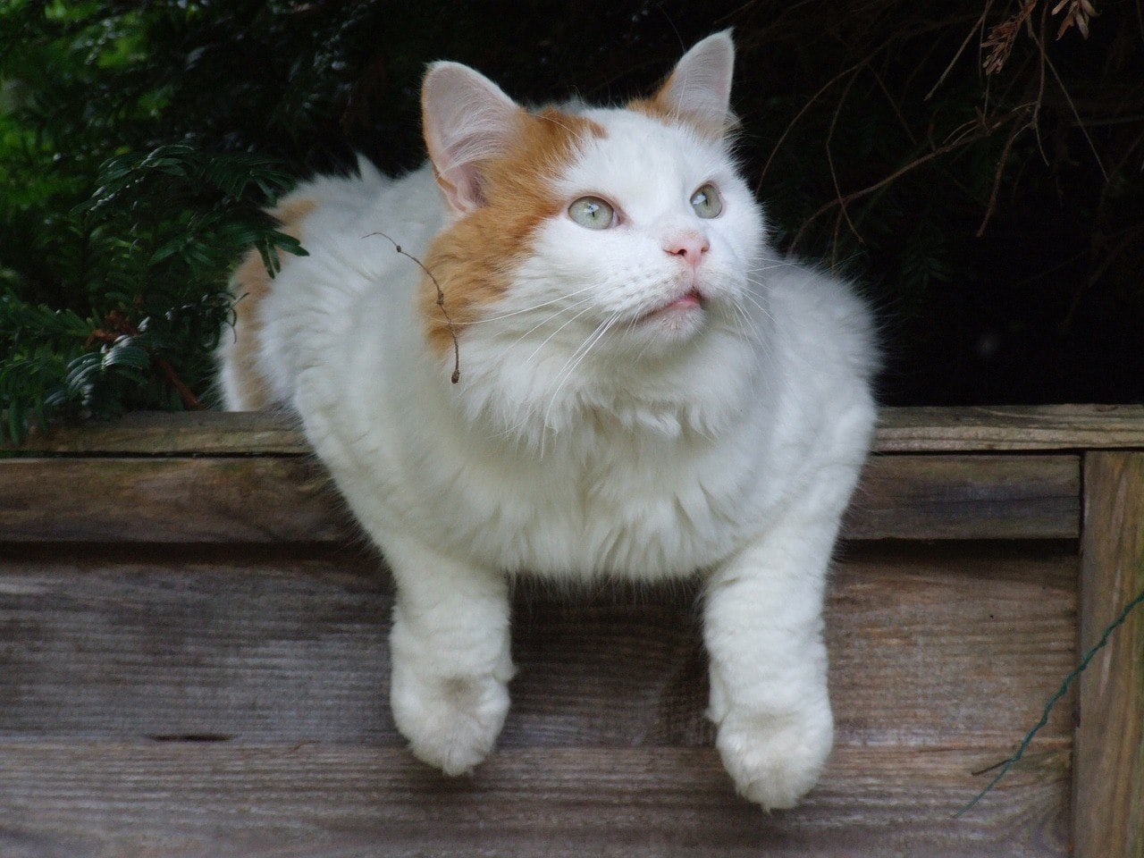 White Turkish Van