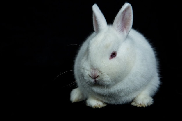 White Vienna Rabbit