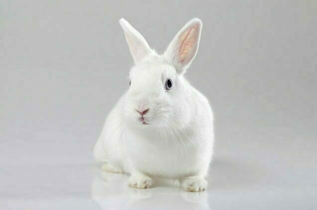 White Vienna Rabbit