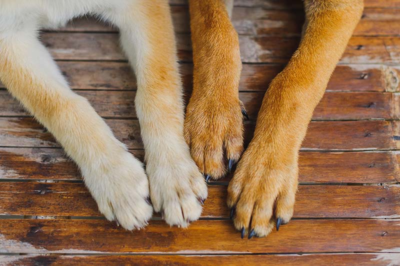 White and brown dog paws Just finished taking a shower Lying on the wet wooden floor