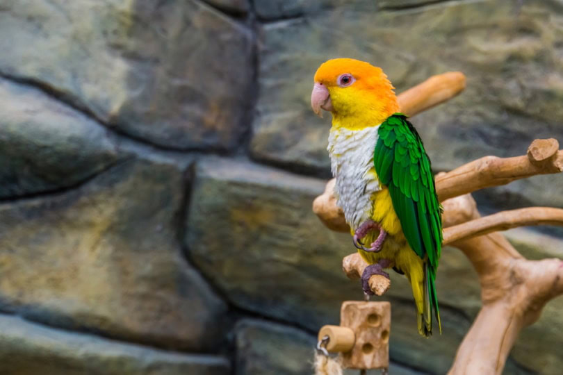 White-bellied Caique on a tree