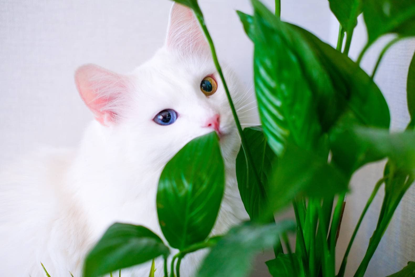 White cat behind peace lily leaf