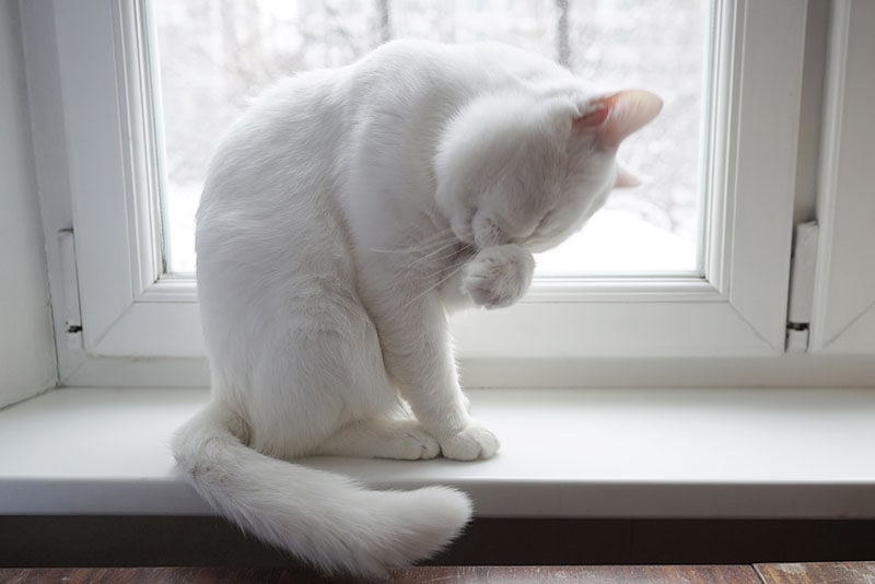White cat on a white window rubbing face