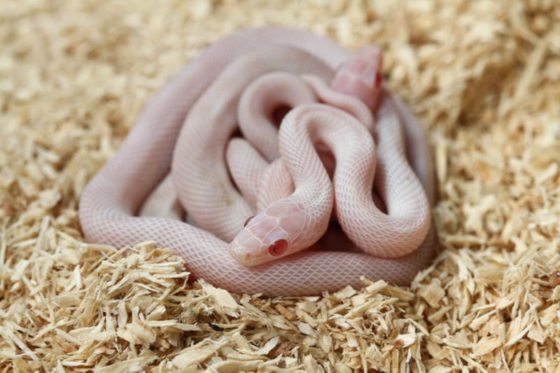 White corn snake on bedding