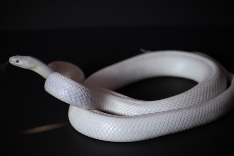 White corn snake on black background