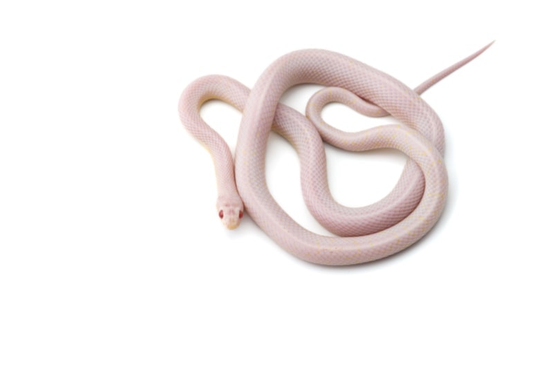 White corn snake on white background