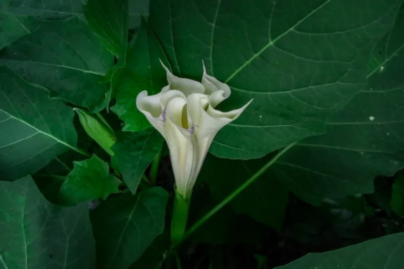 White datura flower