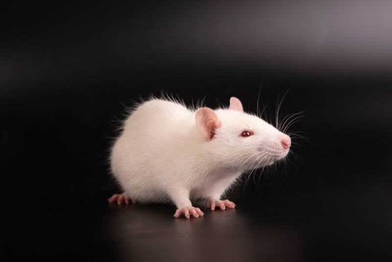 White fluffy beautiful albino rat on a black background in the Studio looking around curiously