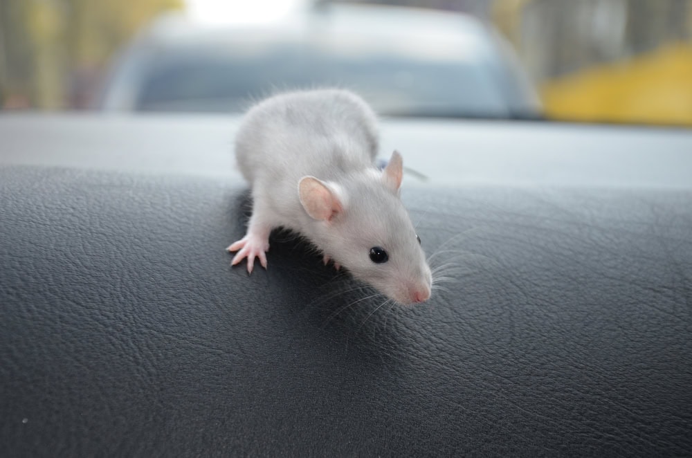 White-mouse-on-a-car-torpedo