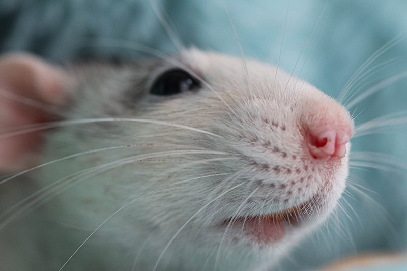 White muzzle of a rat close-up