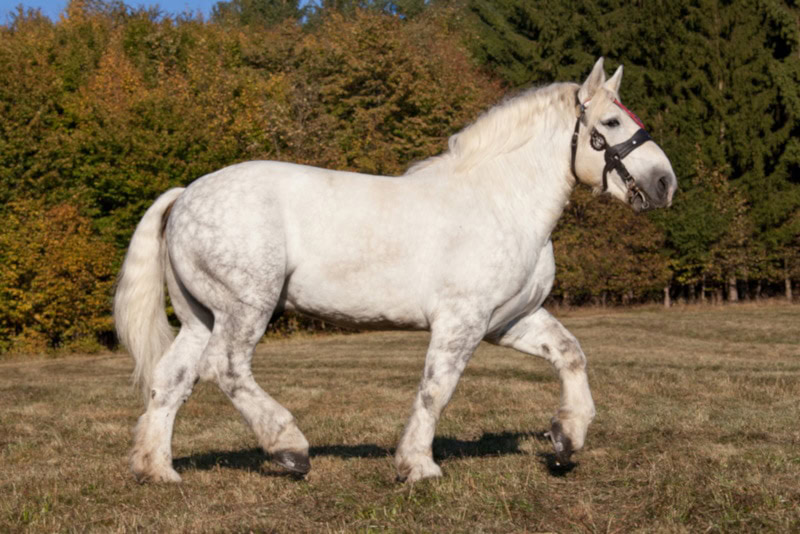 White percheron horse portrait