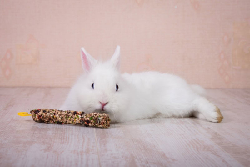 White rabbit enjoying a treat while lying on the floor