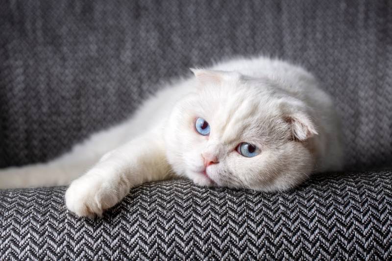 White scottish fold cat