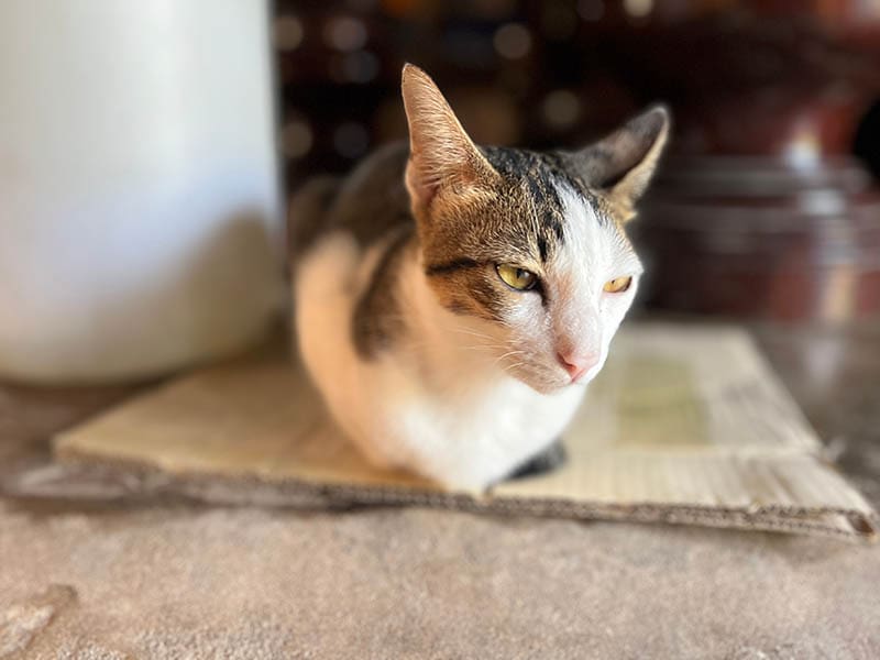 White tabby cat sit in the loaf pose on paper box.