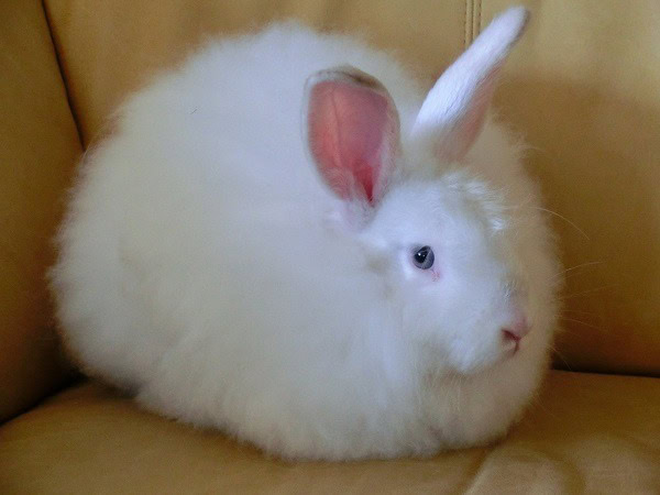 White_Satin_Angora_Rabbit-commons wikimedia