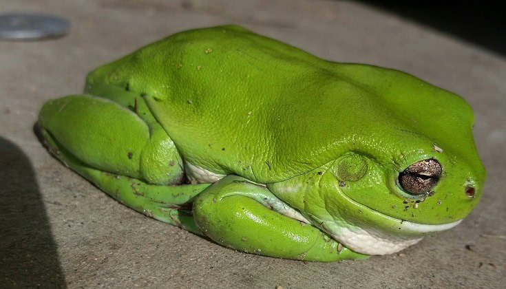 White’s Tree Frog_Axe77, Pixabay