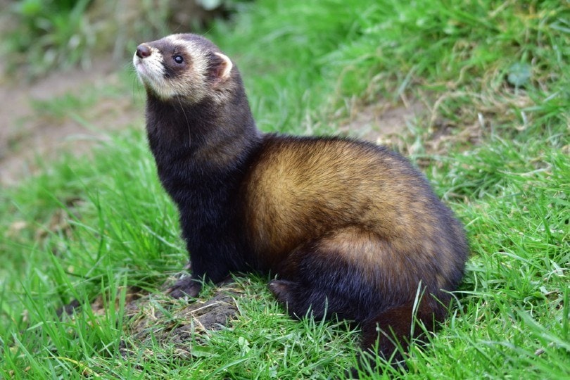 Wild European Polecat