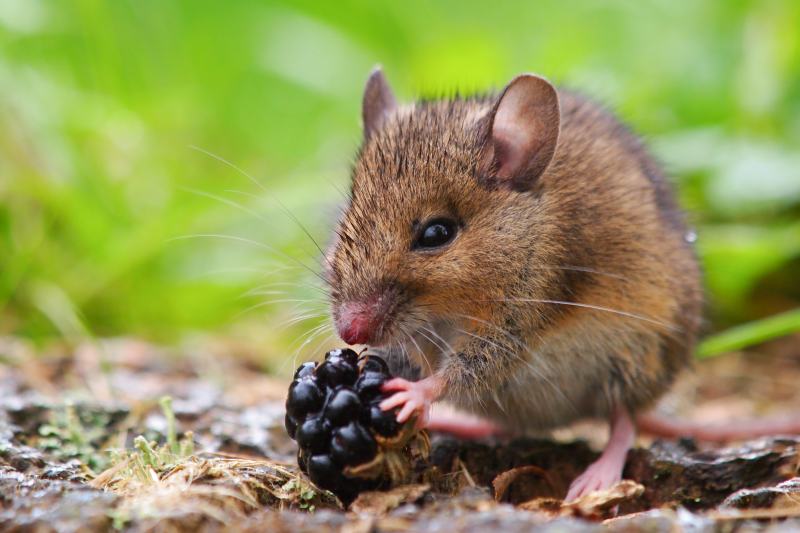 Wild Wood Mouse Eating Blackberry