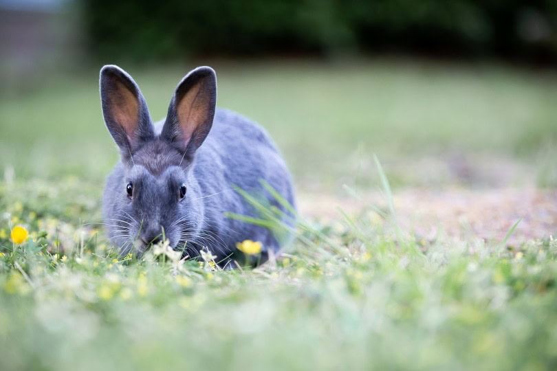 Wild rabbit eating grass