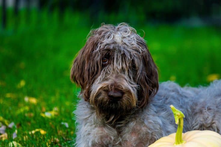 Wirehaired Pointing Griffon