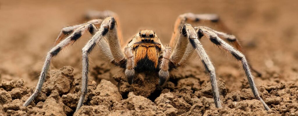 Wolf Spider close up_Cornel Constantin
