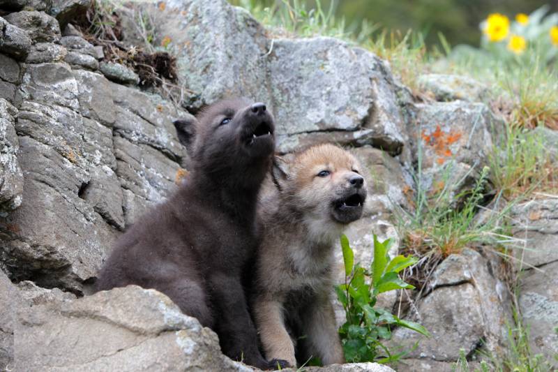 Wolf cub in the forest