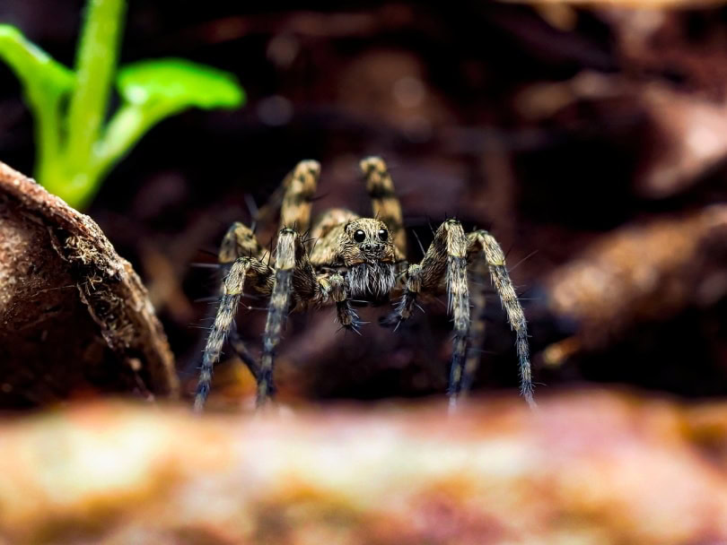 Wolf spider in the garden