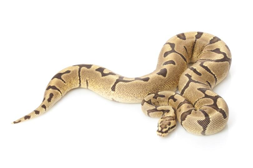 Woma fire ball python_fivespots_shutterstock