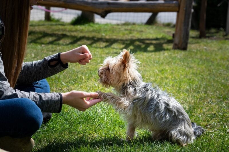 Woman holding a dog's paw