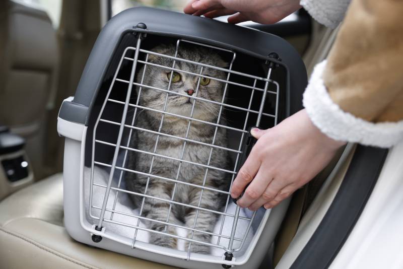 Woman putting carrier with cute Scottish fold cat into car