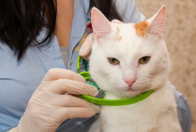 Woman putting flea collar on cat