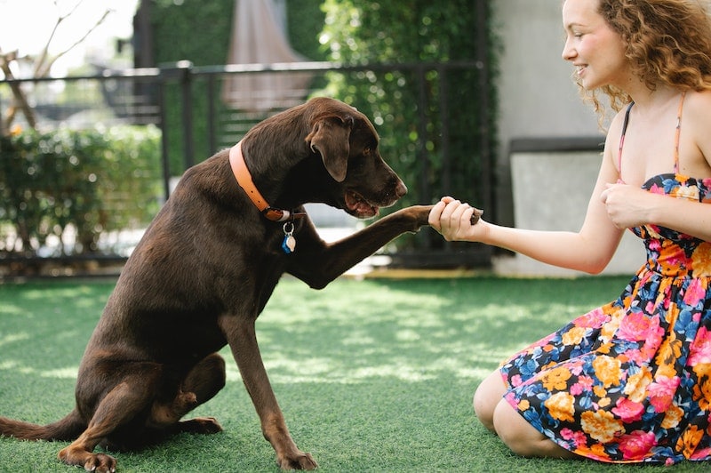 Woman shaking a black dog's paw