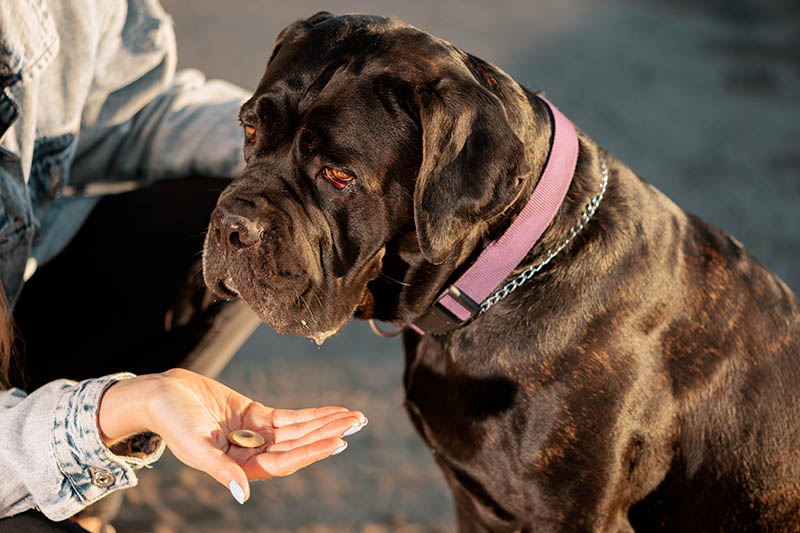 Woman sitting next to dog and holding pet treat in hand in outdoors, side view