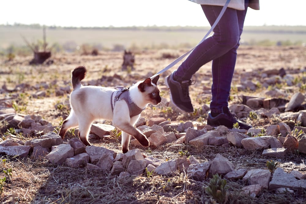 Woman walking cat on a leash outdoors in nature