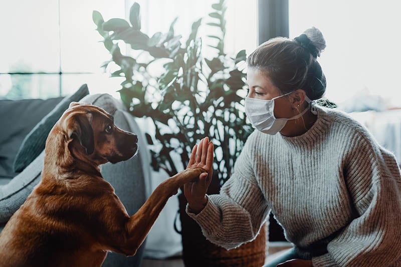 Woman wearing a protective face mask cuddles, plays with her dog at home because of the corona virus pandemic covid-19