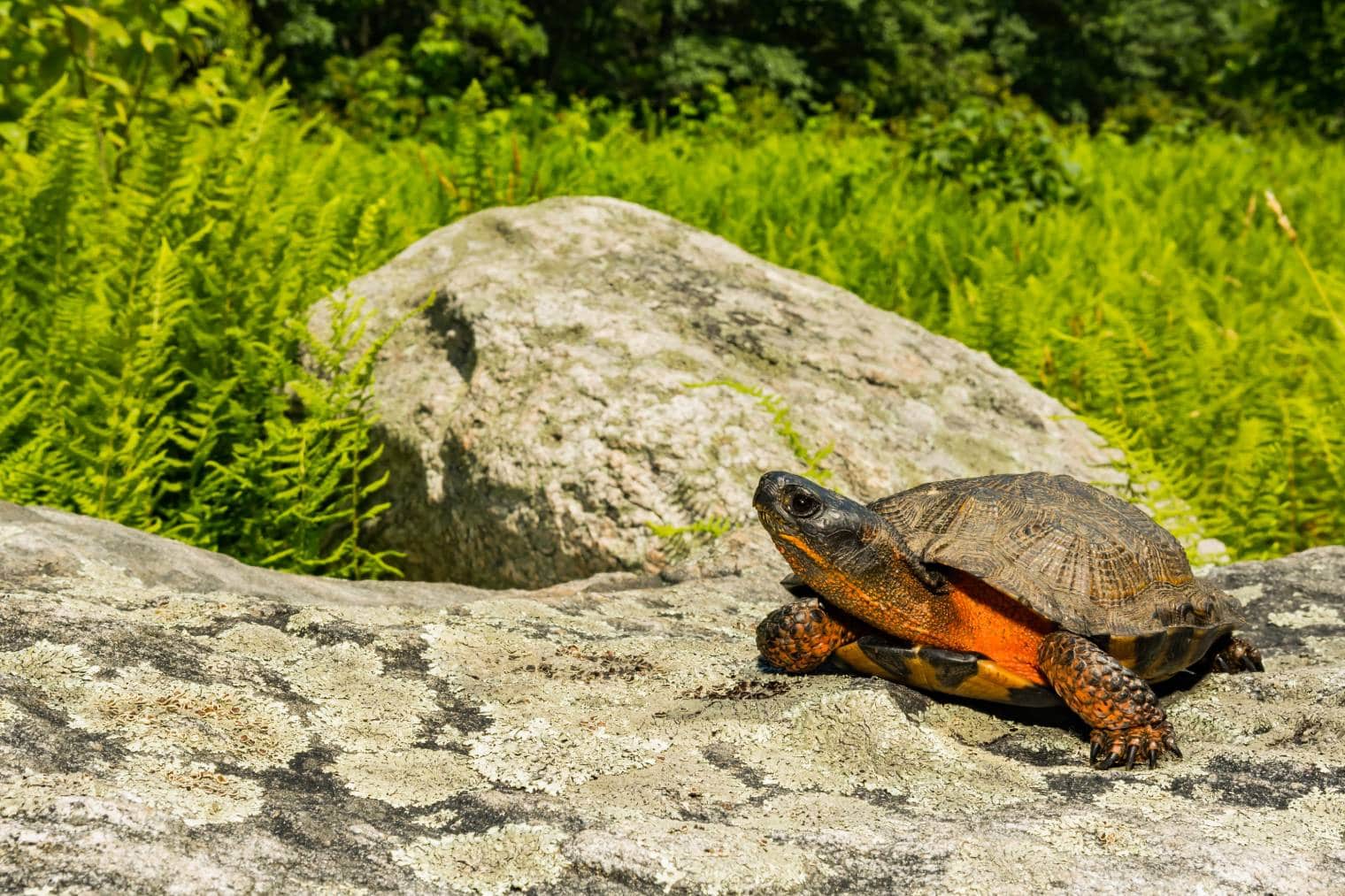 Wood Turtle side view_Jay Ondreicka_Shutterstock
