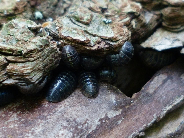 Woodlice