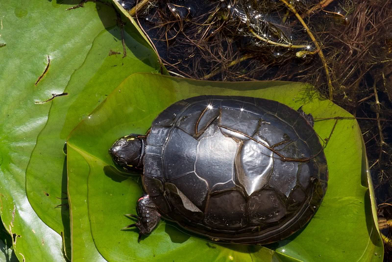 Wye Marsh Midland painted turtle shedding scutes