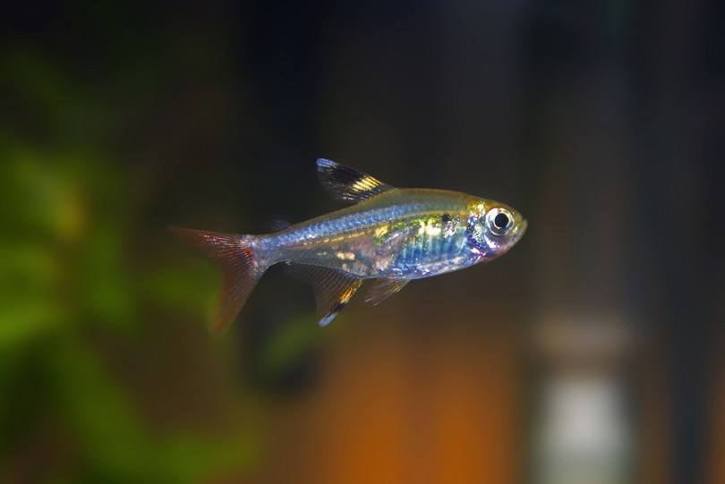 X-Ray Tetra