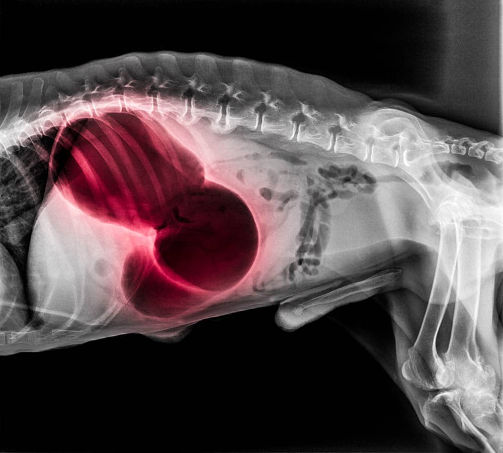X-ray of dog lateral view red highlight in Gastric dilatation volvulus