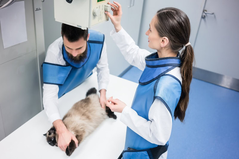 Xray for cats