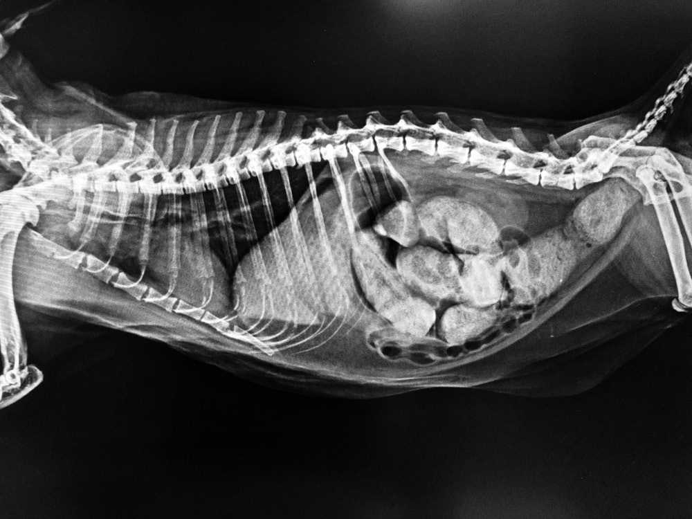 Xray image of cat showing constipation
