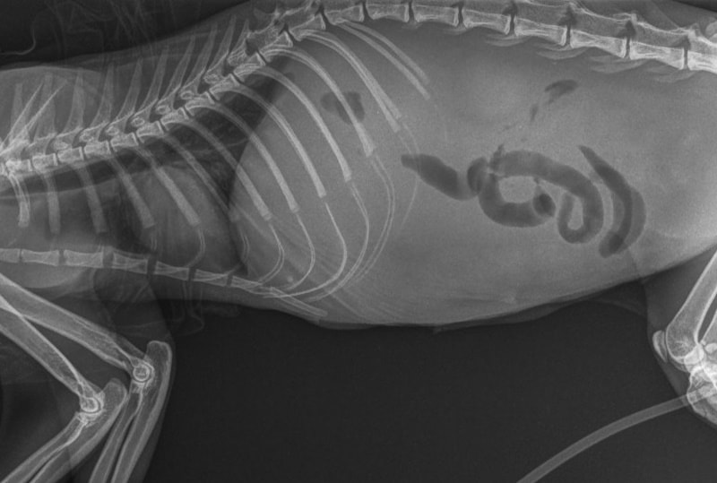 Xray of cat with FIP