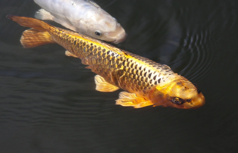 Yamabuki Ogon golden koi