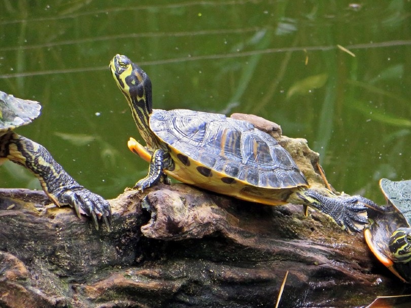 Yellow-Bellied Slider